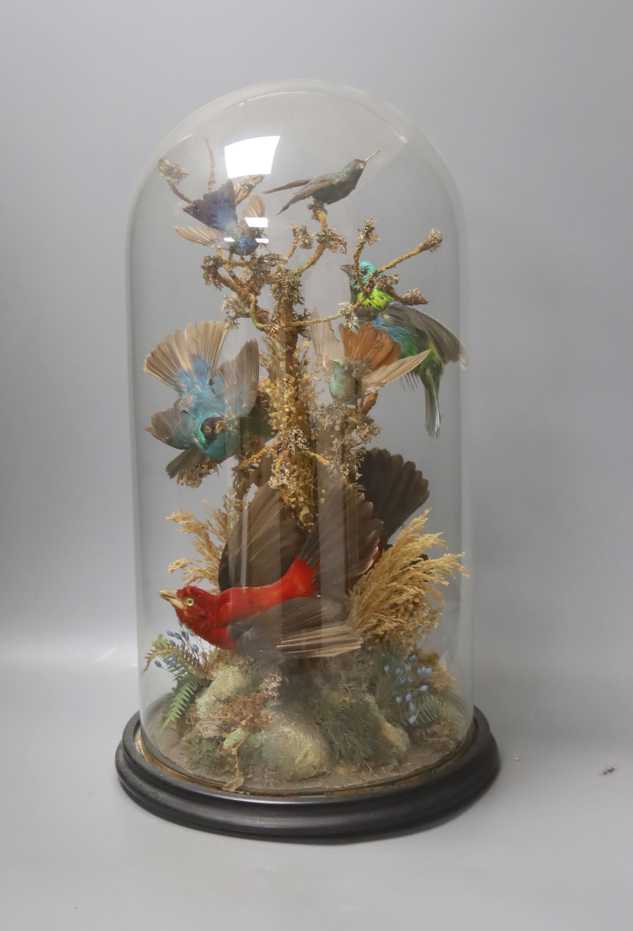 A Victorian taxidermic group of exotic birds, under a glass dome, height 46cm